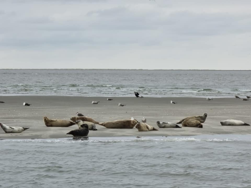 Zeehonden