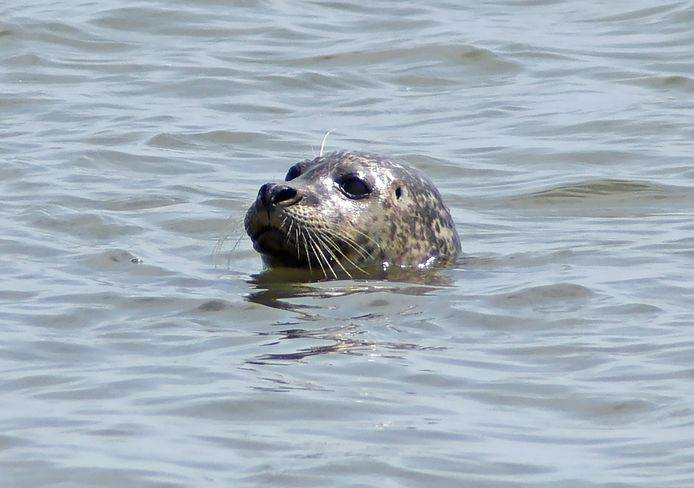 Zeehond